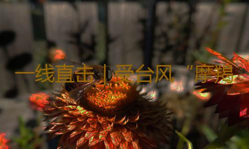 一线直击|受台风“摩羯”影响,徐闻港停运